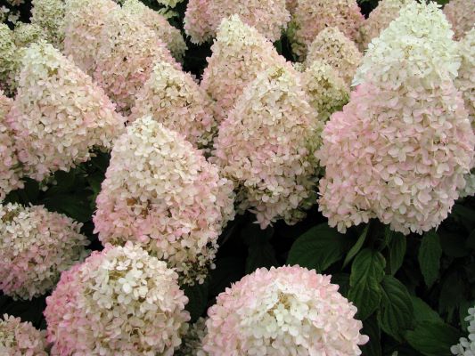 Hydrangea Paniculata 'Sweet Summer'