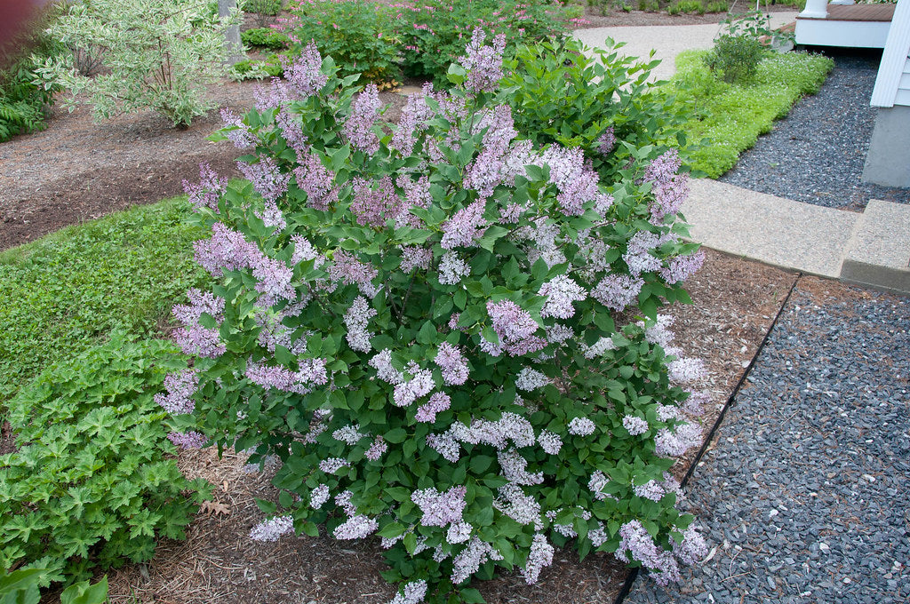 Miss Kim Korean Lilac (syringa  patula ' miss kim')