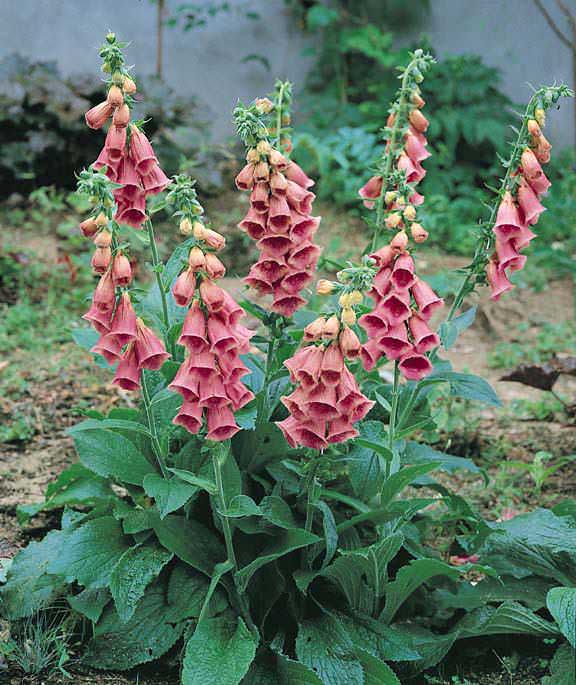 Foxglove (Digitalis xmertonensis ( Strawberry Foxglove)  2 gallon