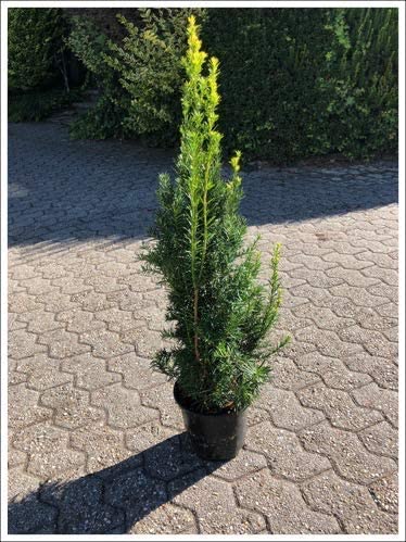 Hicks Hybrid Yew (taxus media 'hicksi')