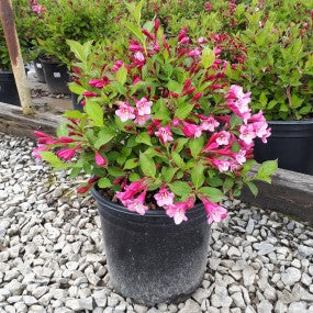 Minuet Weigela (weigela florida 'minuet')