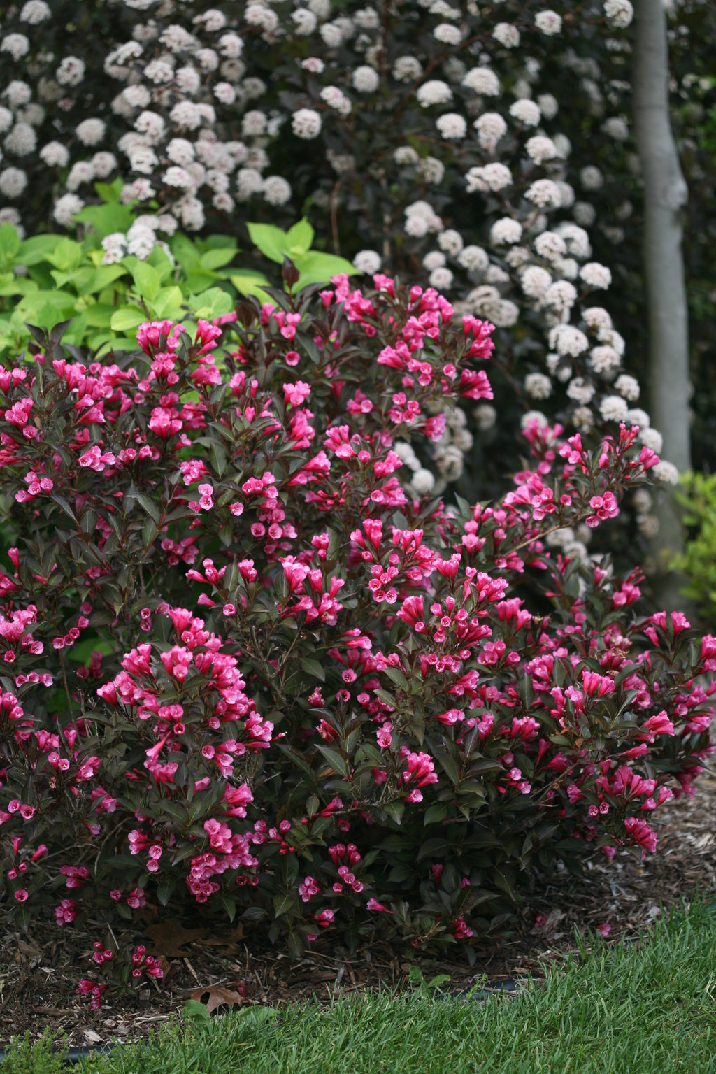 Wine & Roses Weigela (weigela florida 'wine & roses')